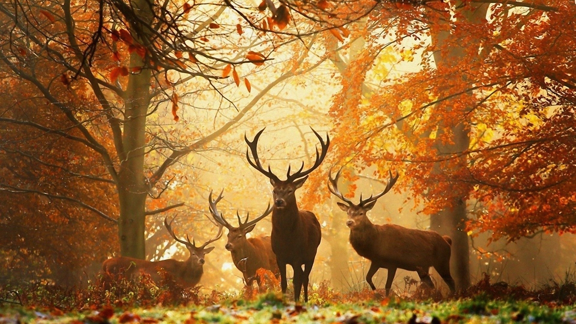 Image For Wild Deer Animal Desktop Wallpaper