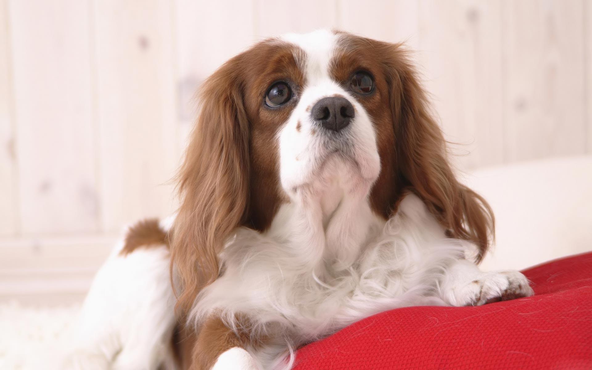 Cocker Spaniel Wallpaper