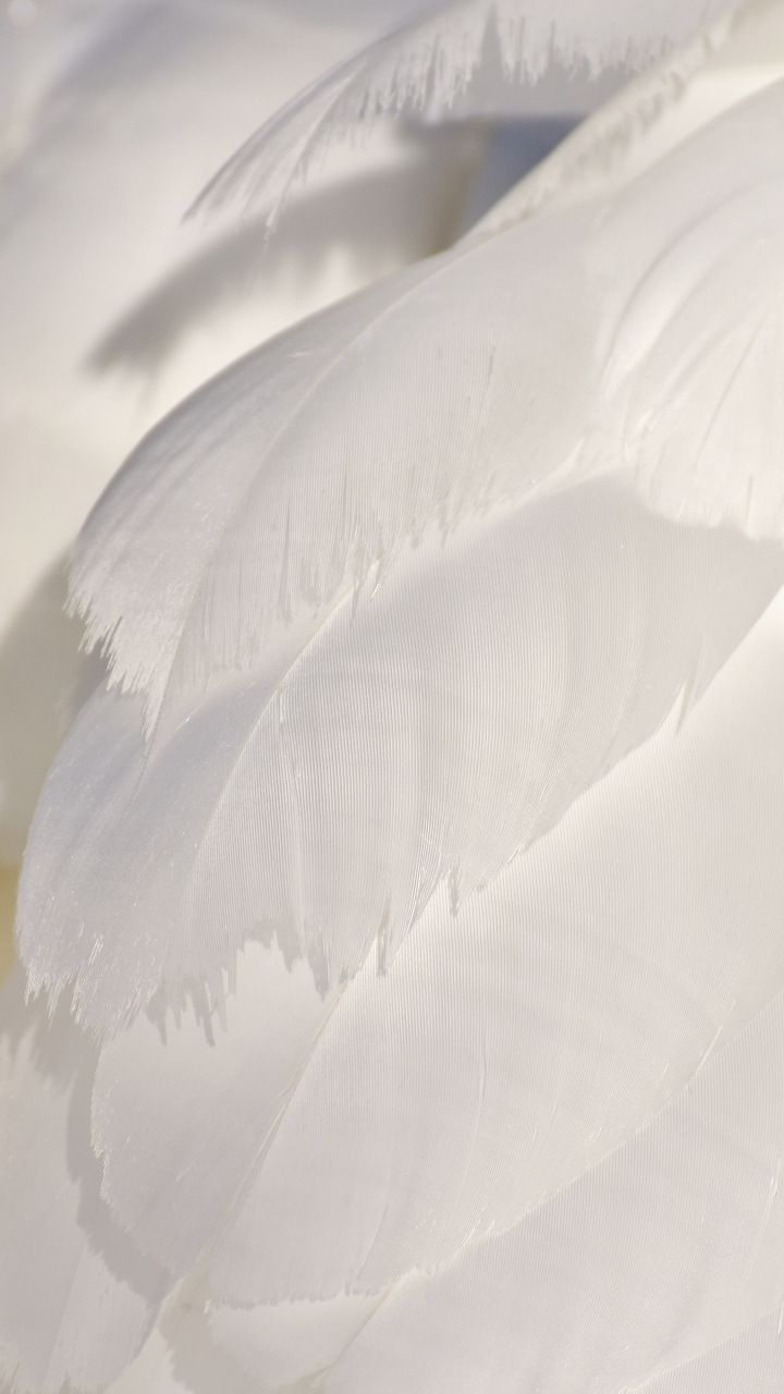White Feathers Swan Close Up Wallpaper