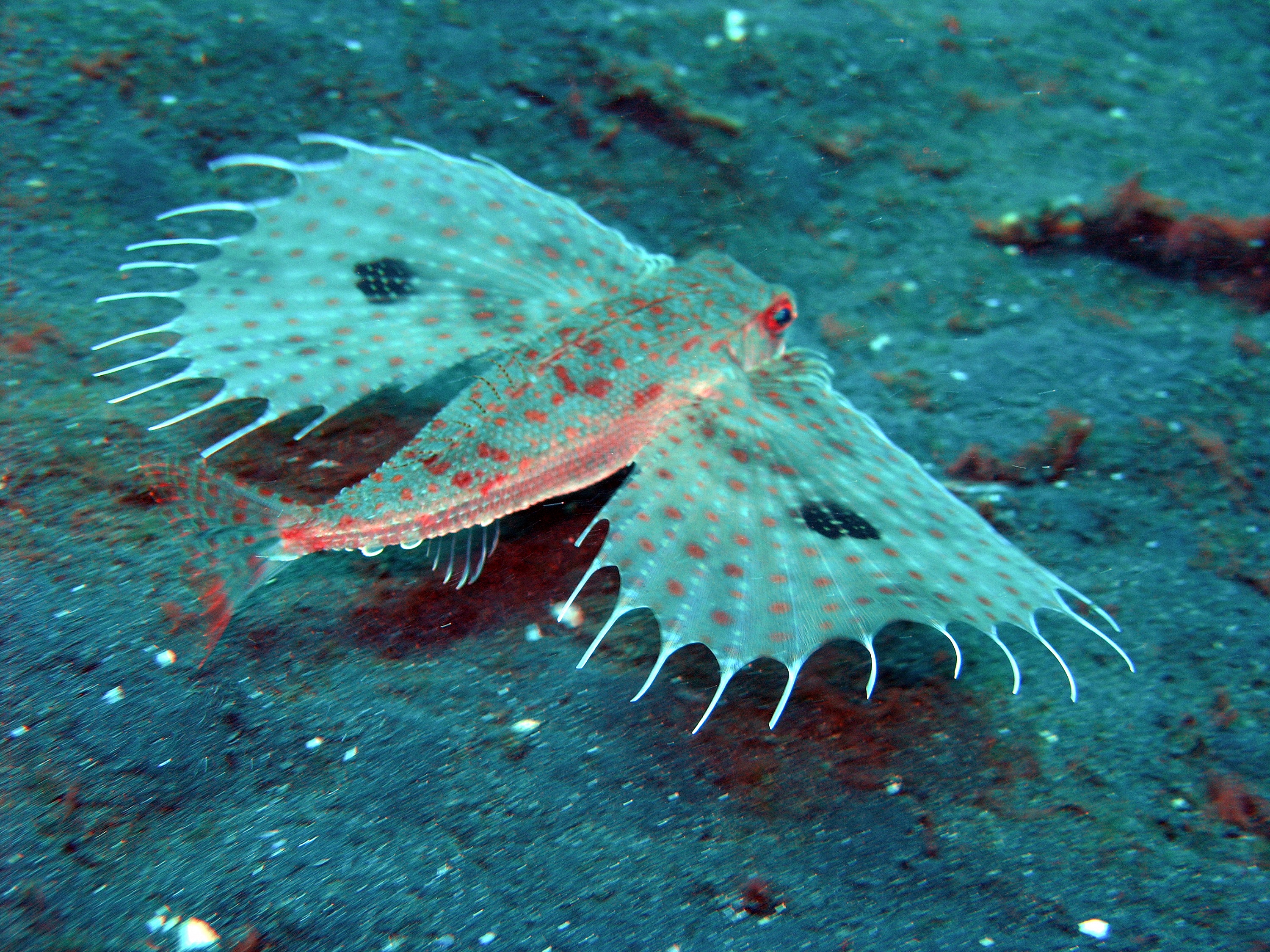 Flying Gurnard In The Sand Pic Wallpaper