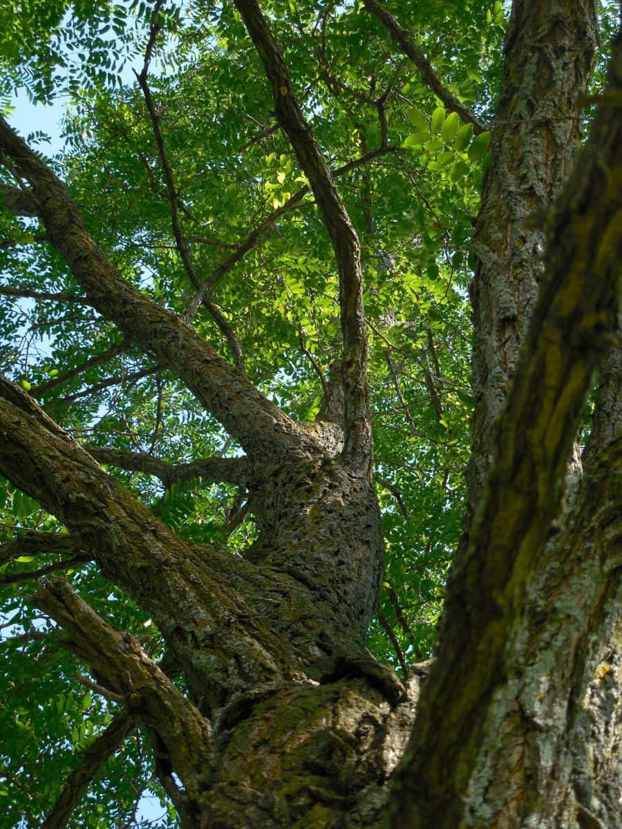 Black Locust X Wallpaper
