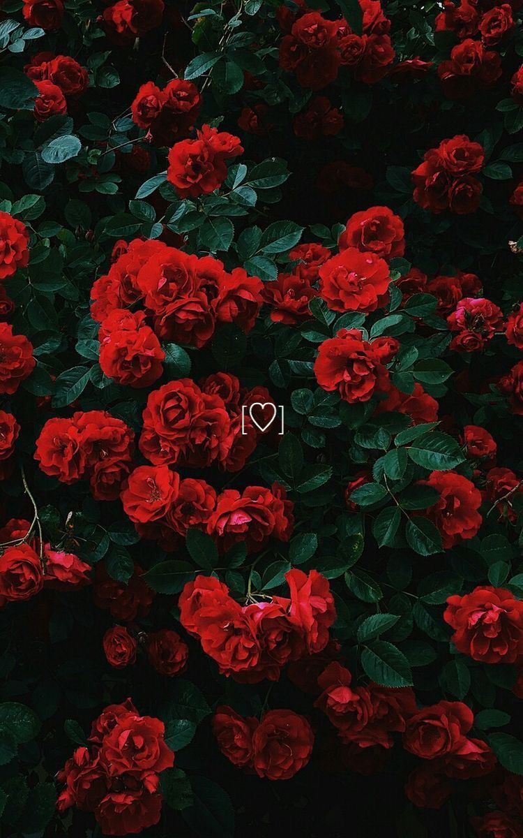 Aesthetic Wallpaper Flowers Red Roses With Heart Fits Perfectly On
