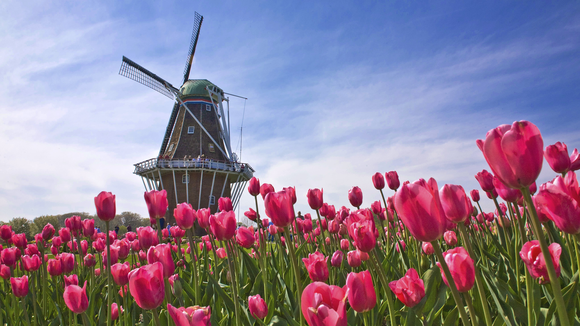 The Herlands Field Tulip Windmill Wallpaper
