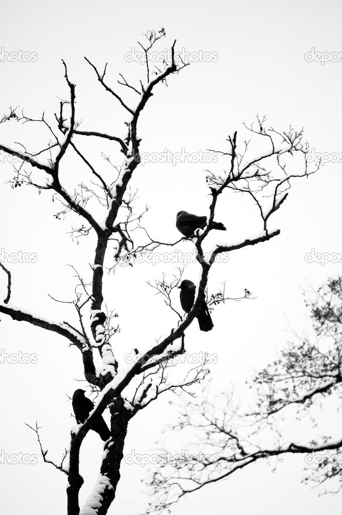 Wallpapers Tree Branch Silhouette With Bird