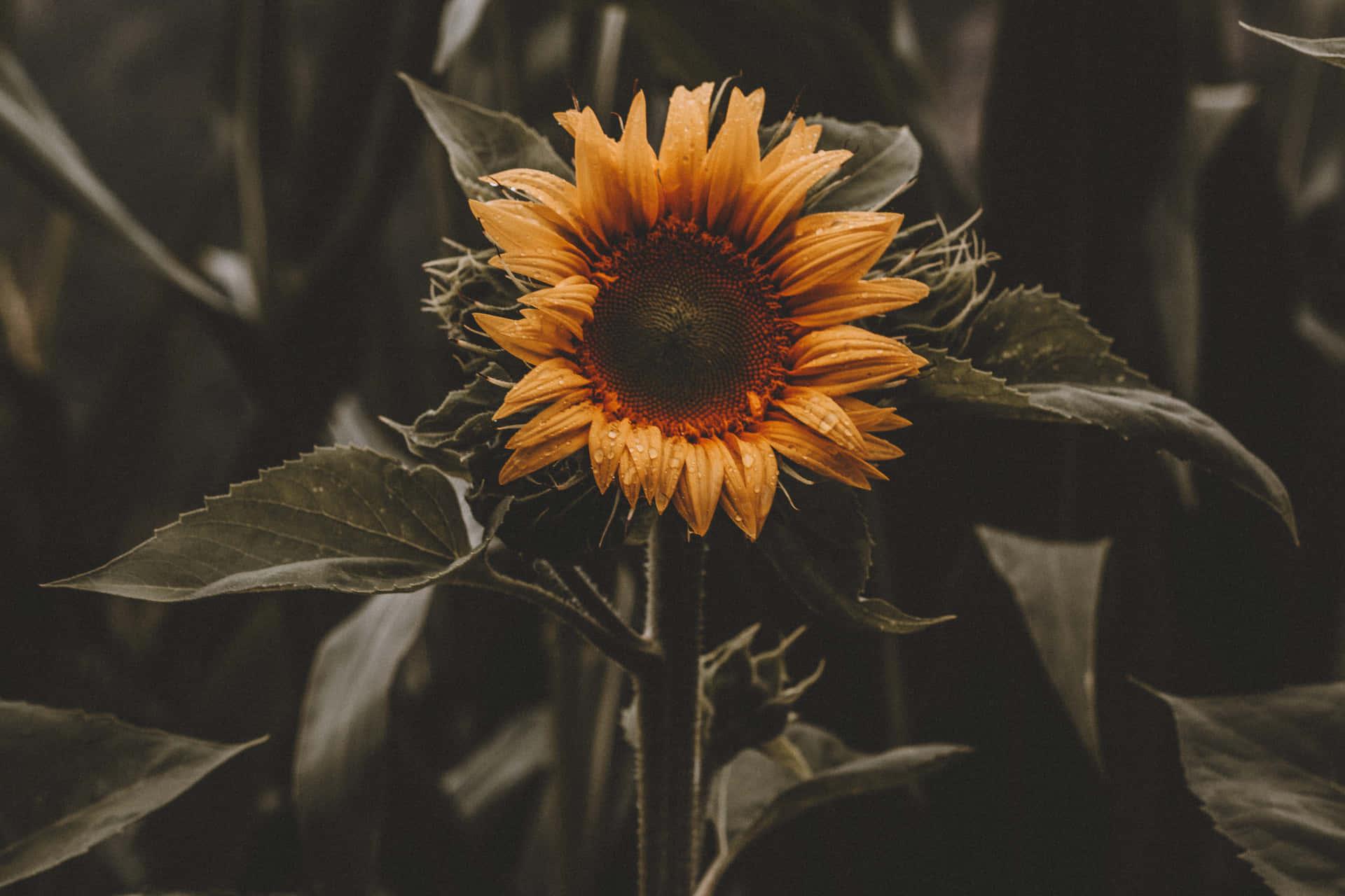 A Black And Yellow Sunflower In Field Of Green Wallpaper