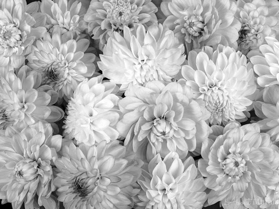 Black And White Flower Wallpaper Large Floral Design About Murals