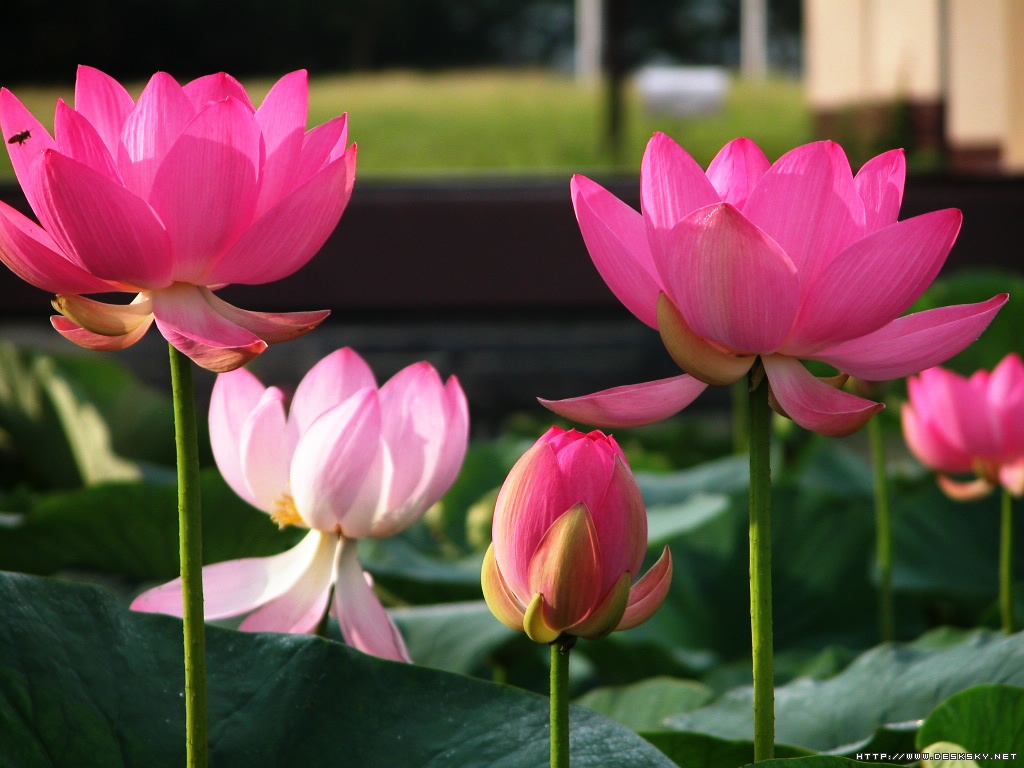 Wallpaper Lotus Flower