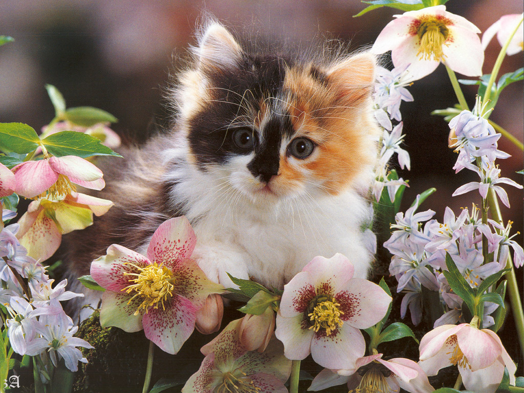 Cats And Kittens Wallpaper Funny Cute Gallery