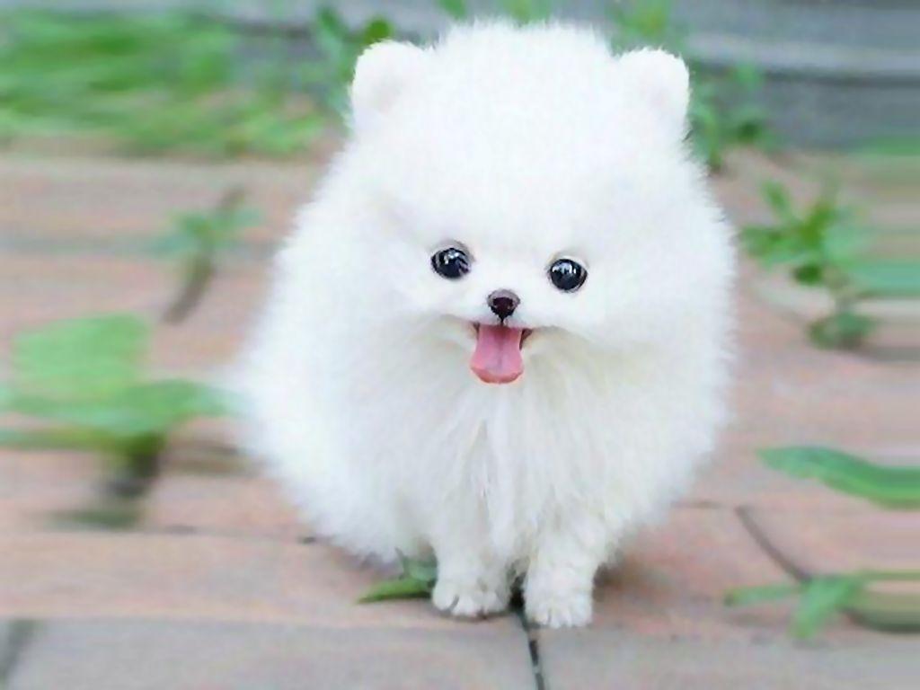 Teacup Pomeranian Puppy Maxie Wallpaper HD