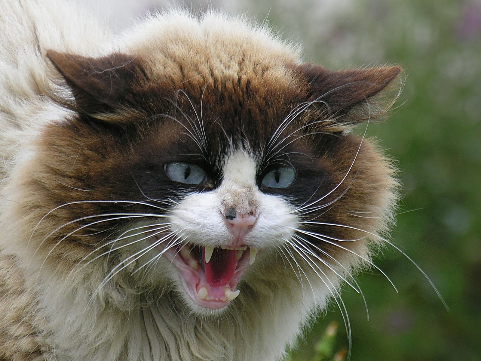 Image Angry Cat Face Dark Souls Wiki Wallpaper