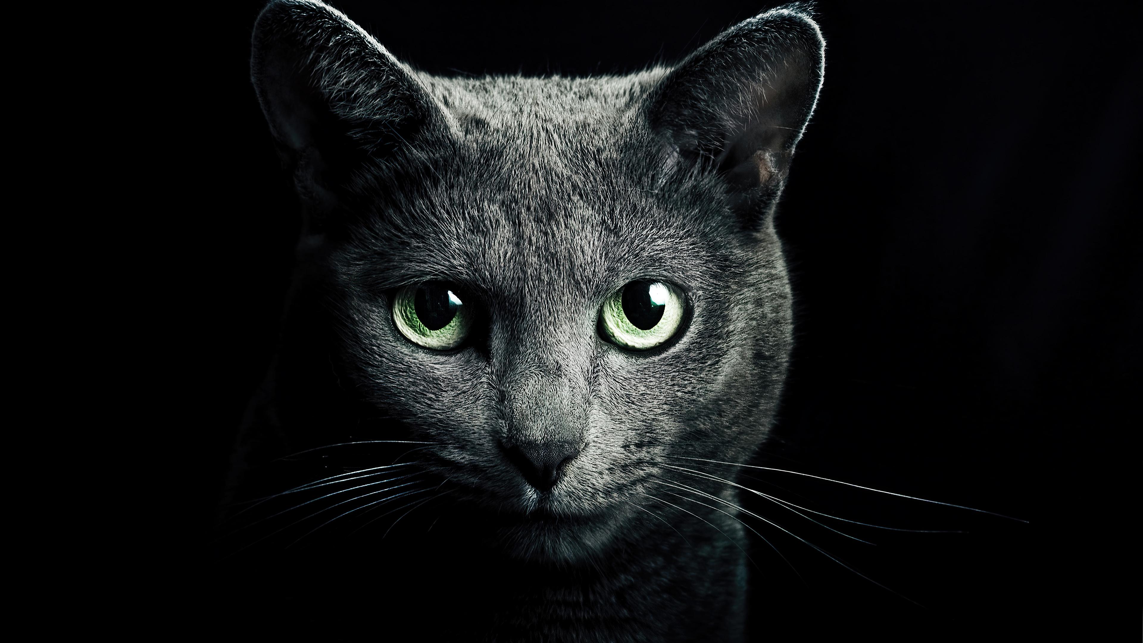 Black Cat HD 4k Wallpaper