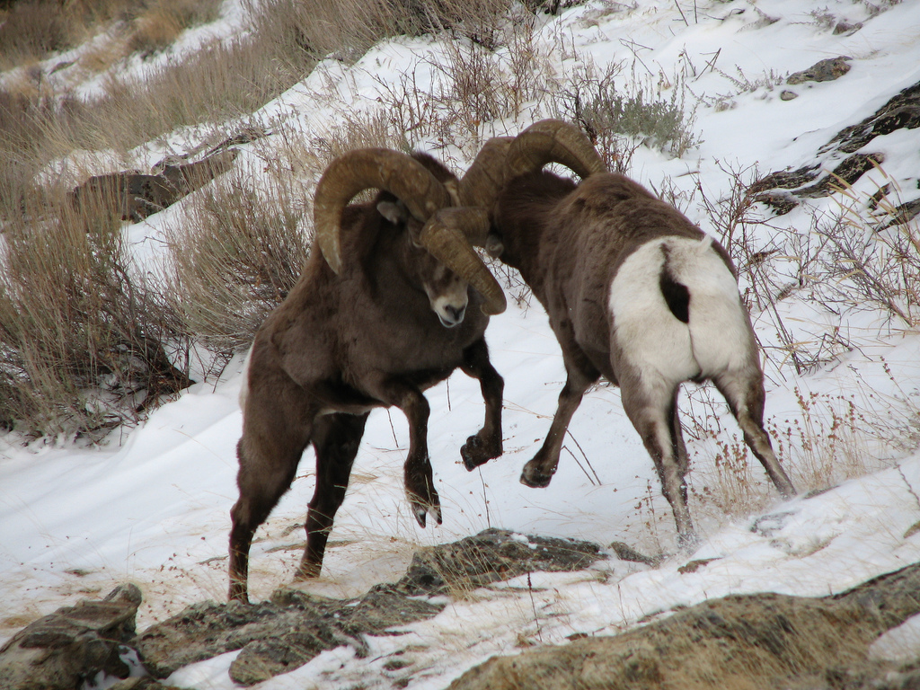 Bighorn Sheep Wallpaper And Background Image