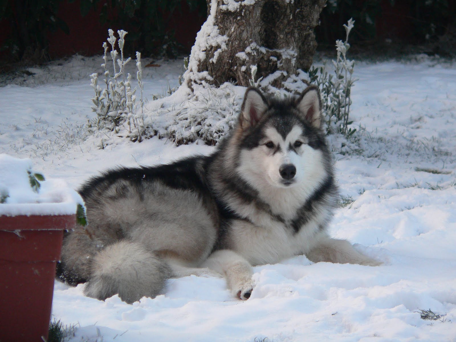 Alaskan Malamute In The Winter Forest Photo And Wallpaper Beautiful