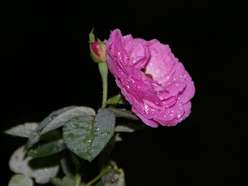 Wallpaper Purple Rose