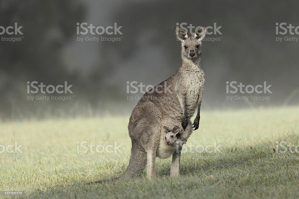Eastern Grey Kangaroo And Joey Stock Photo   Download Image Now