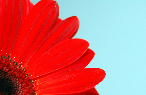 Gerber Daisy with Blue Background Flickr   Photo Sharing 500x325
