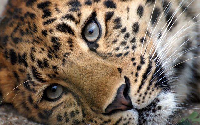High resolution Leopard desktoplaptop wallaper Listed in Animals 640x400
