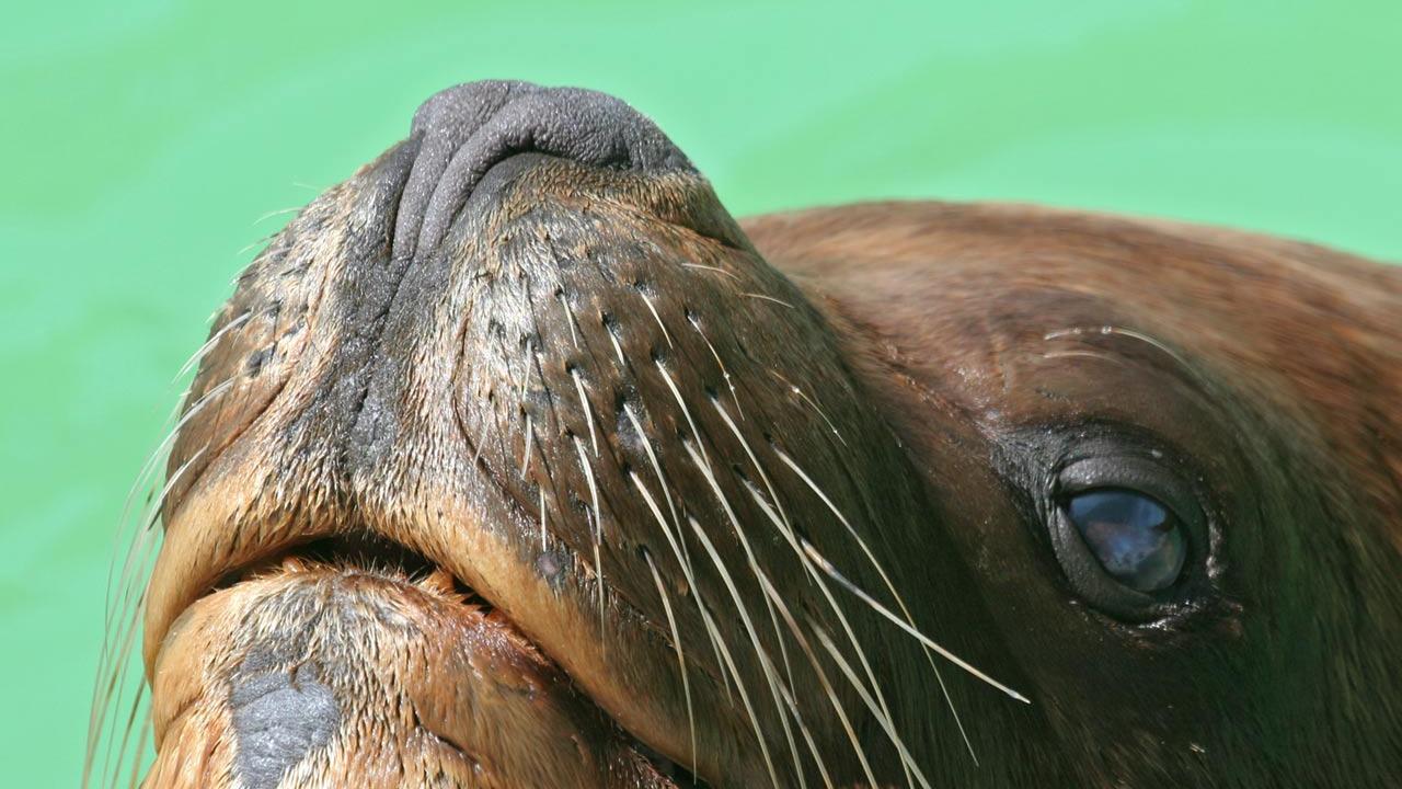 Animal Sea Lion Photo Nose