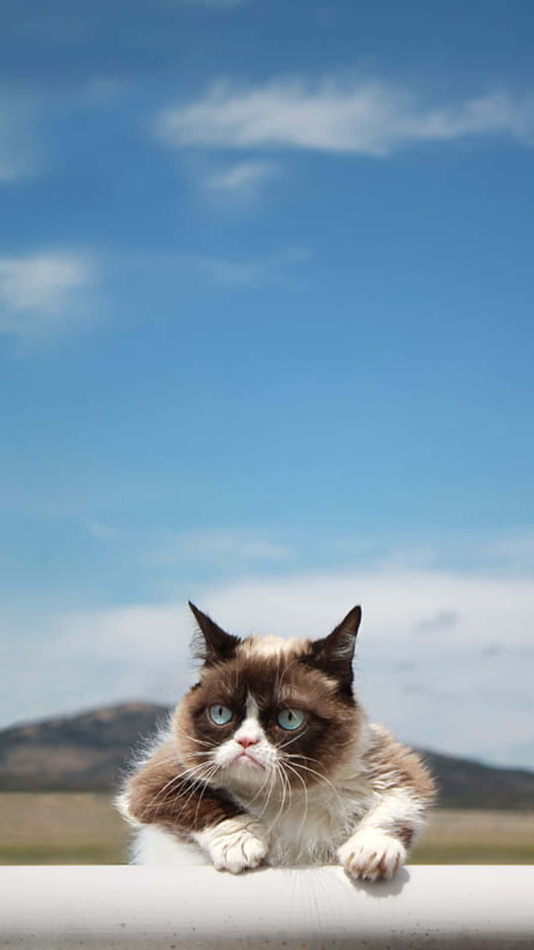 Grumpy Cat Wallpaper