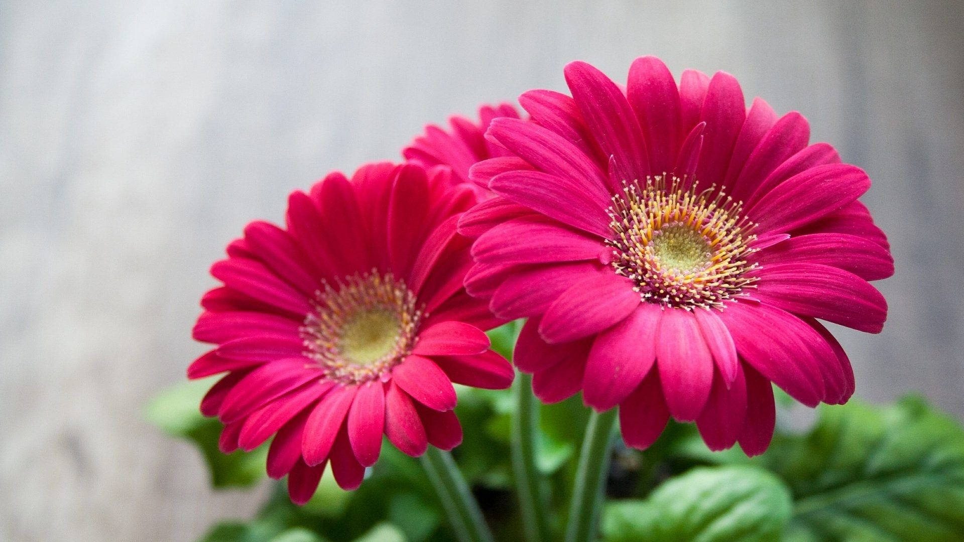 Flower HD Wallpaper