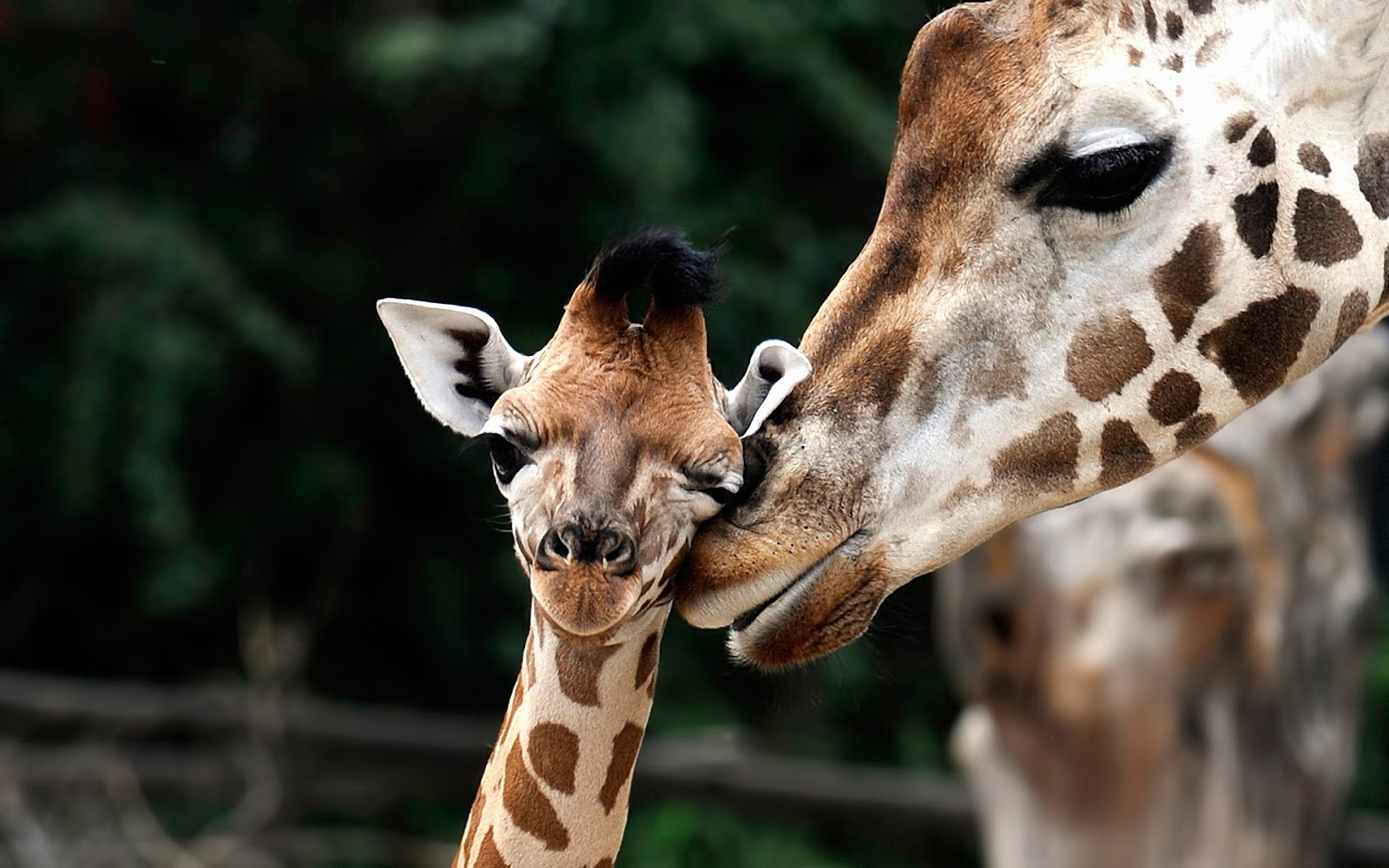 HD Giraffes Wallpaper And Photos Animals