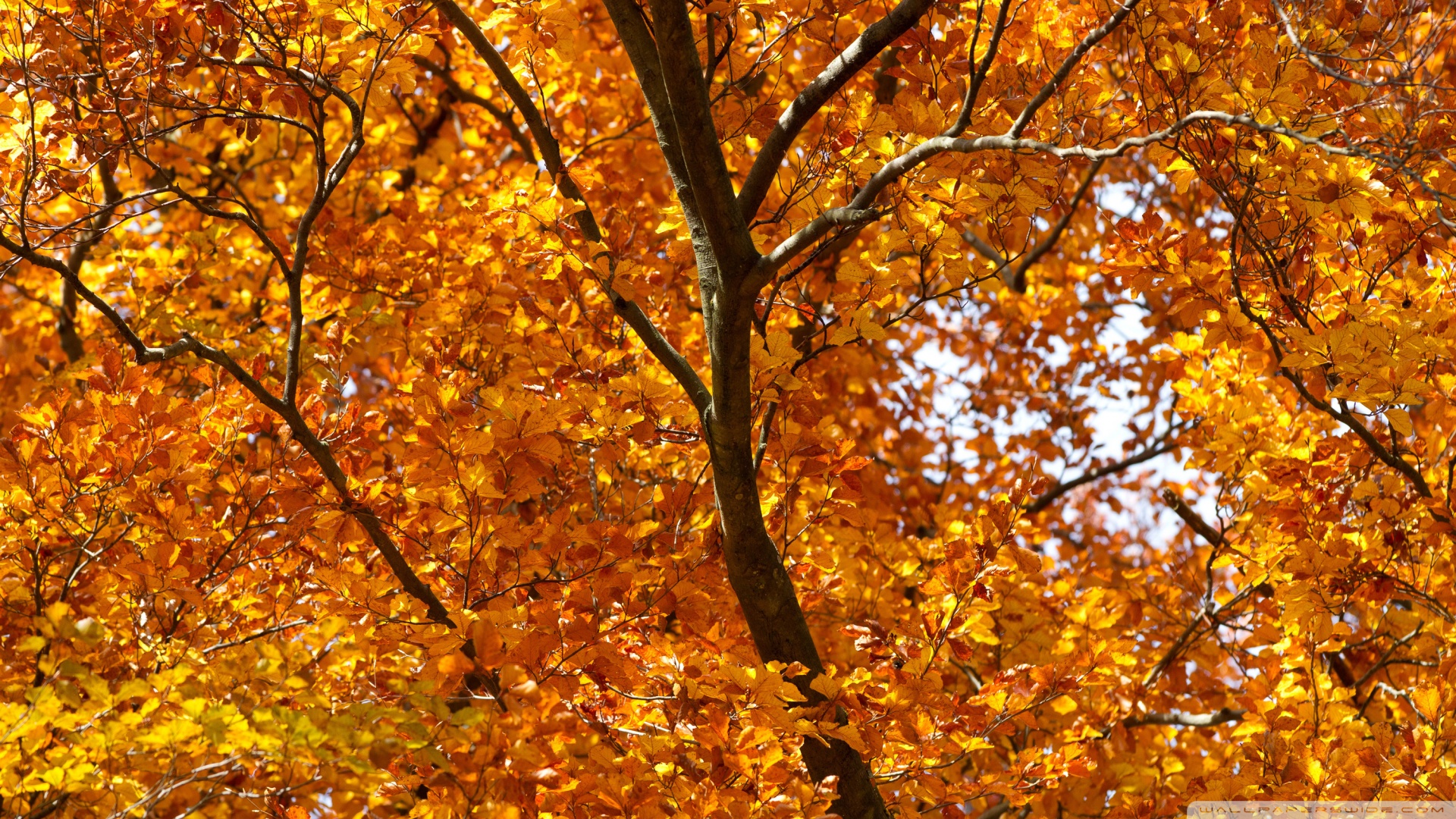 autumn foliage yellow wallpapers wallpaper images 1920x1080