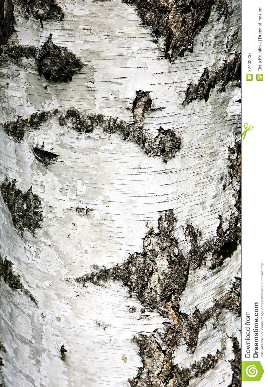 Birch Bark Wallpaper Of birch bark in sunlight