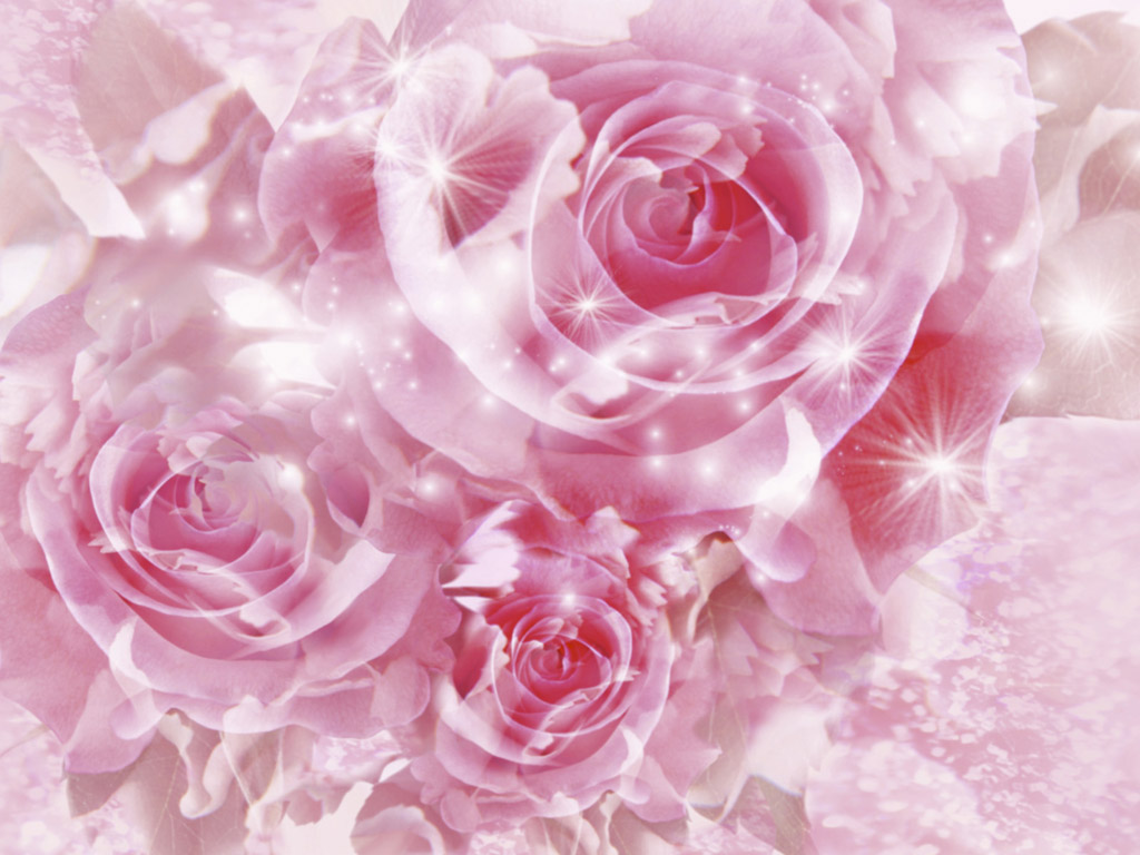 Special Pink Roses Wallpaper Background Imagebank Biz