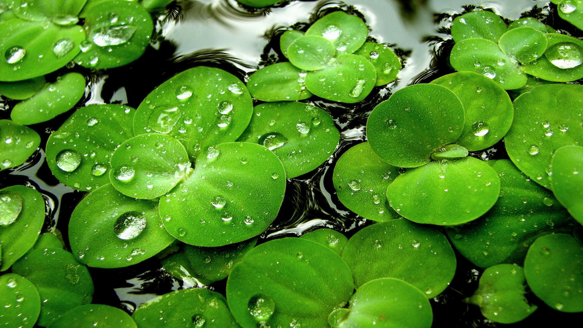 Leaf Clover Wallpaper