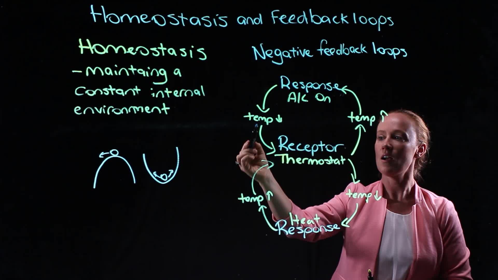 Homeostasis And Negative Loops Hom Click