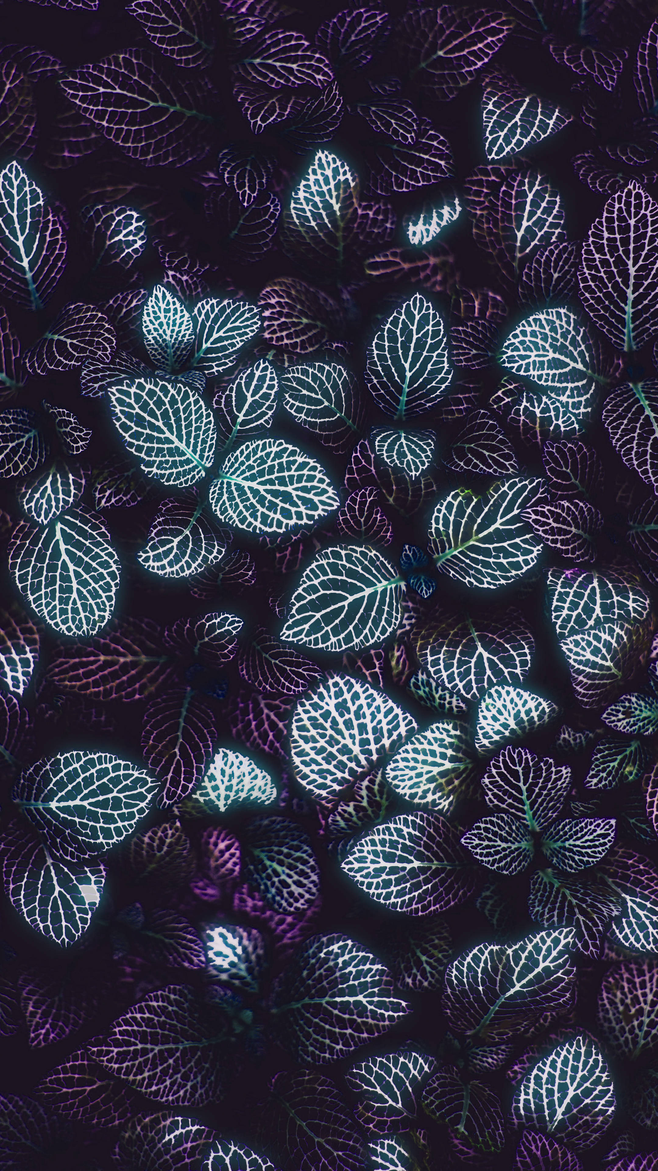 Top Minimalist Plant Wallpaper Full HD 4k To Use