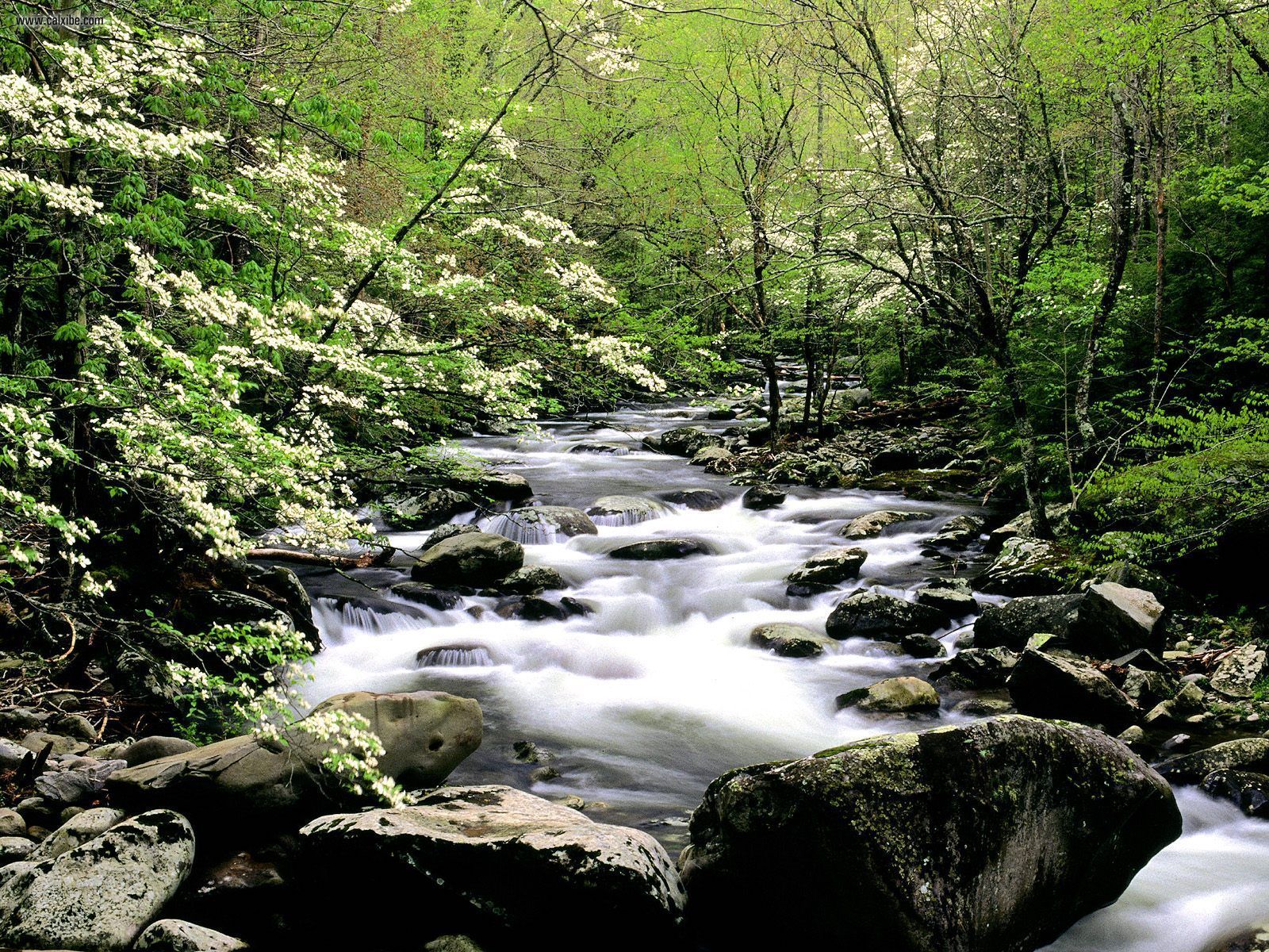 River And Dogwoods Great Smoky Mountains Tennessee In Full Screen