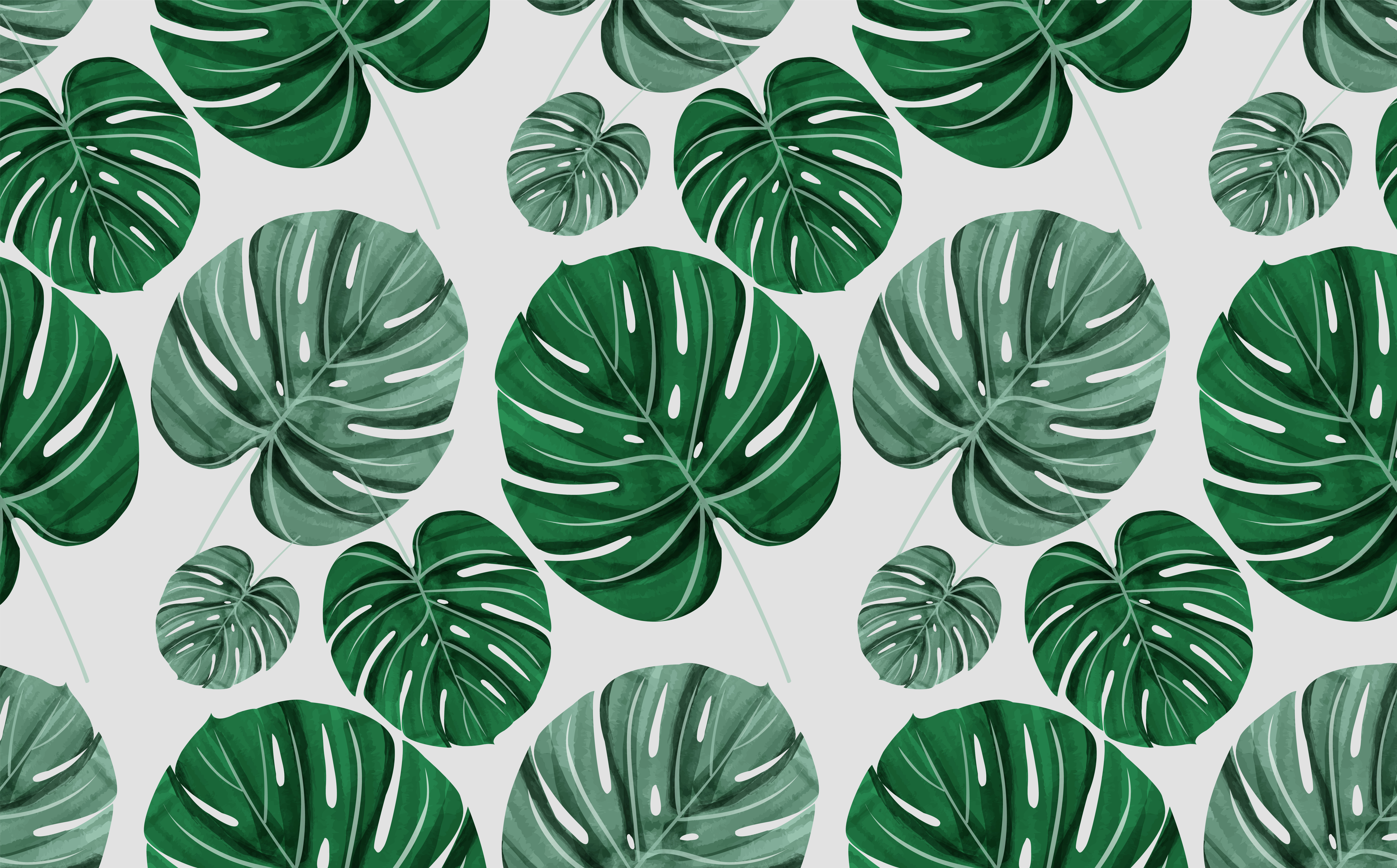 Monstera Leaves Background Vectors Clipart