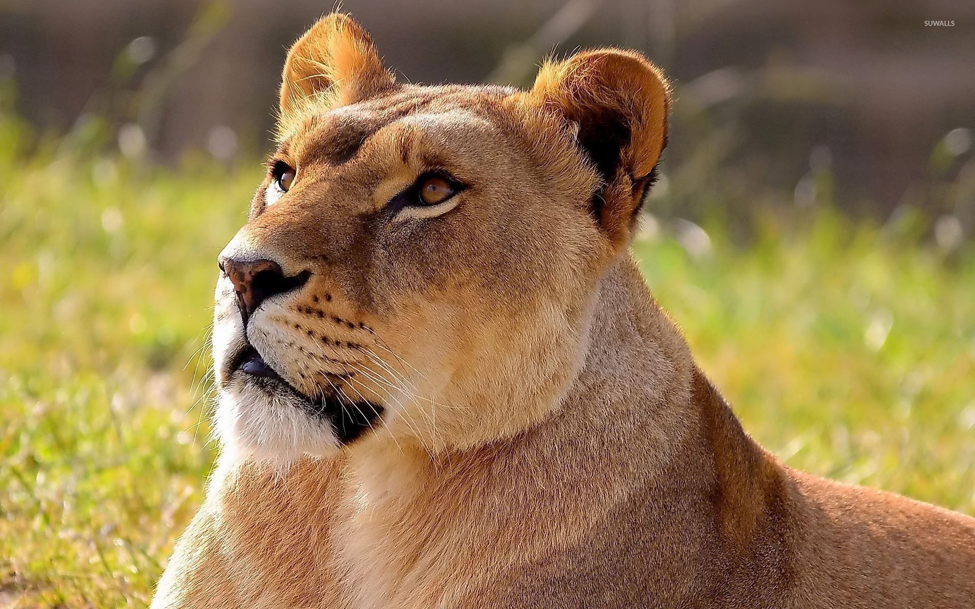 Lioness Screensavers At Michael Siddons Wallpaper