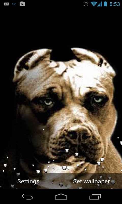 Pitbull Dog Live Wallpaper Android Live Wallpaper download 480x800