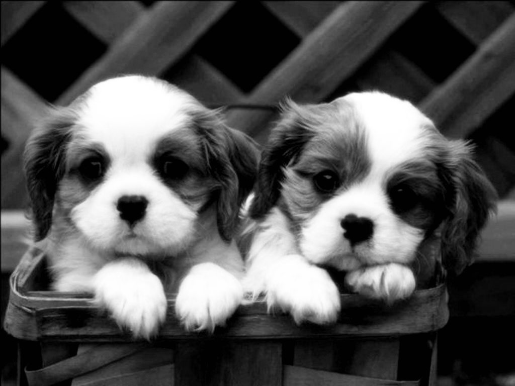 Funny Puppy Dog Black And White Pictures