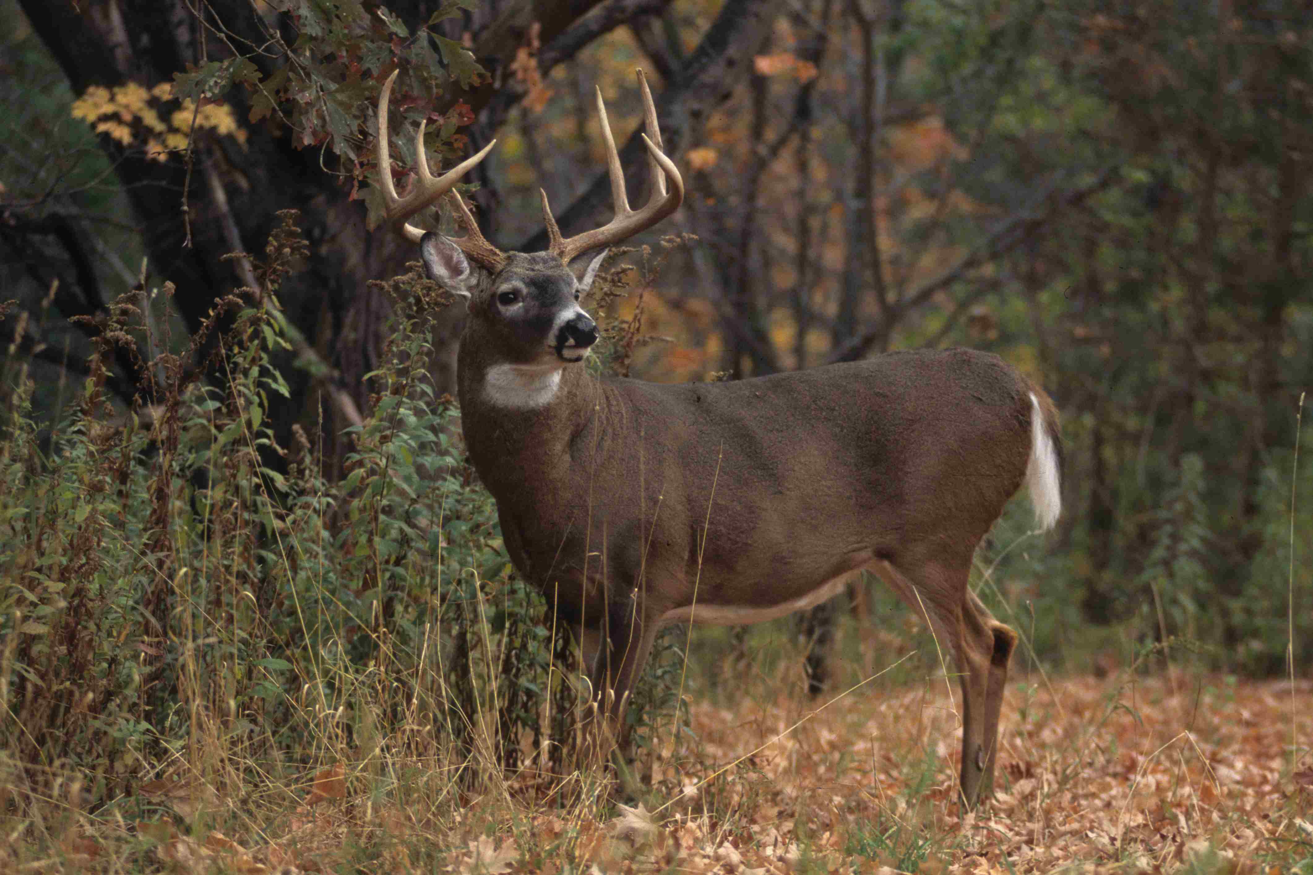 Pics For Gt Whitetail Buck Snow Wallpaper
