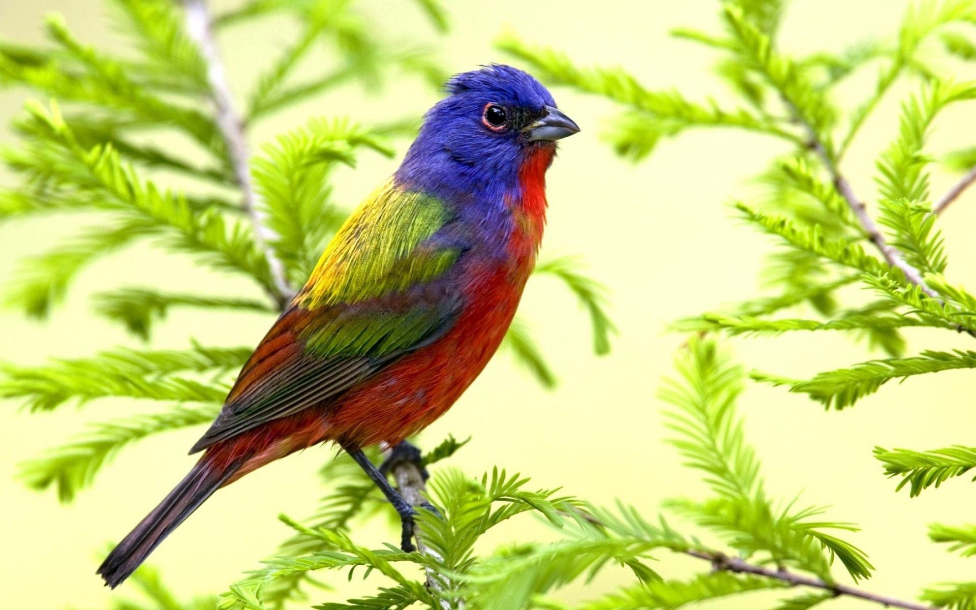 Nature Colorful Wallpaper Birds Leaves