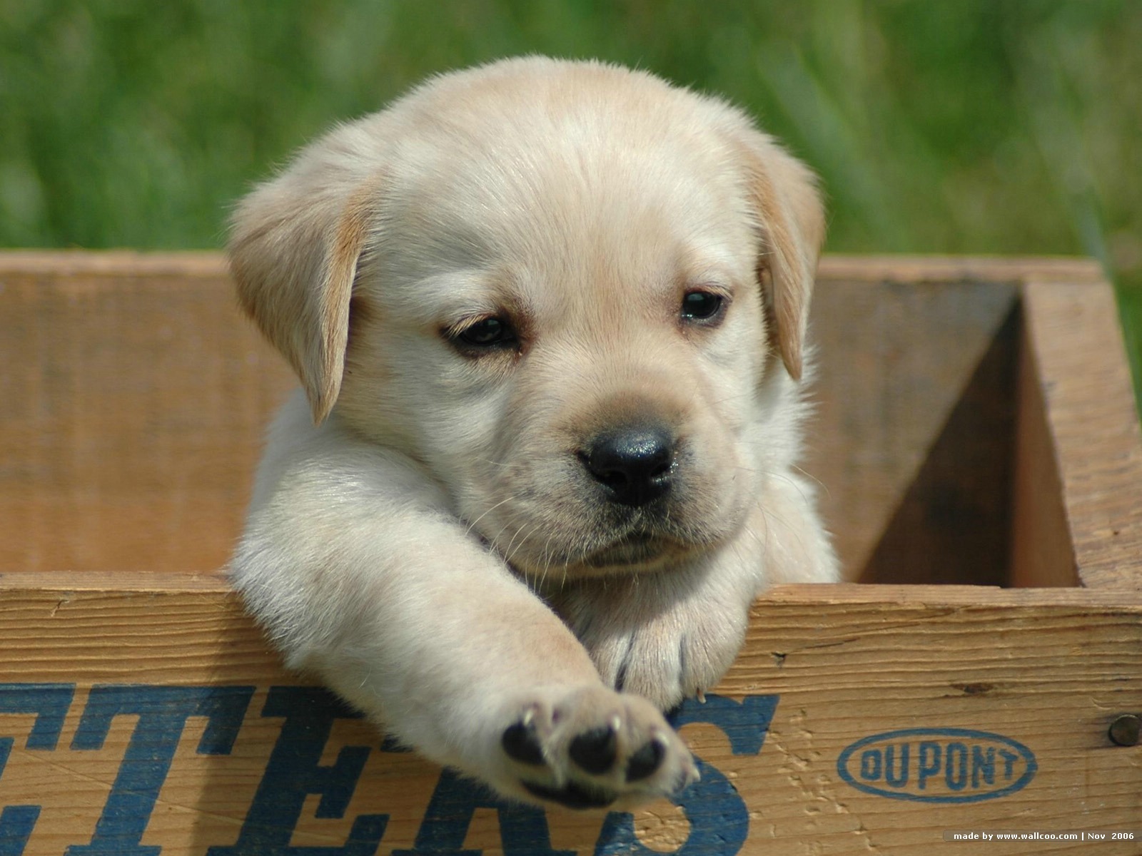 Cute Labrador Retriever Puppy Photo And Wallpaper