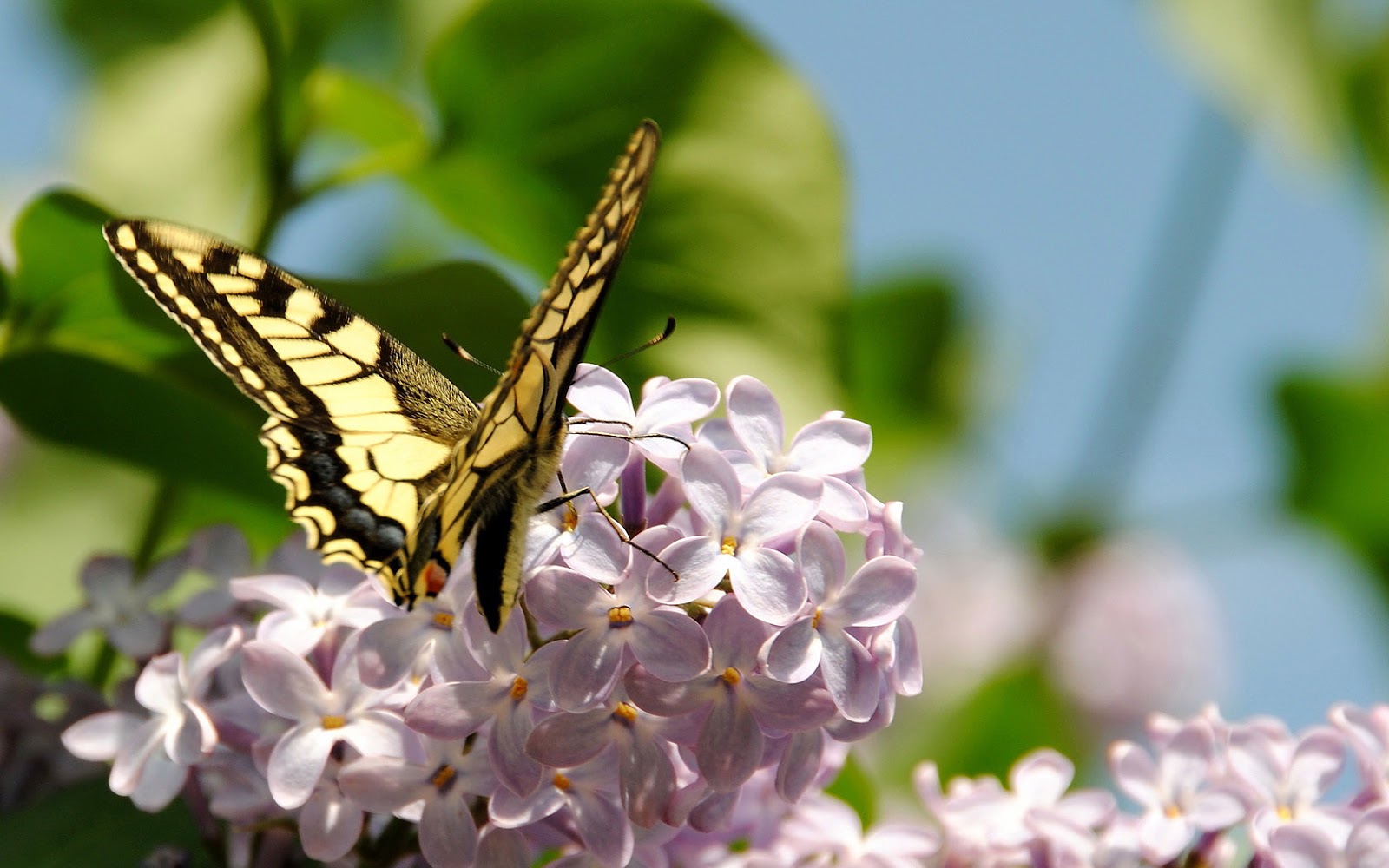 Spring wallpaper with yellow butterfly