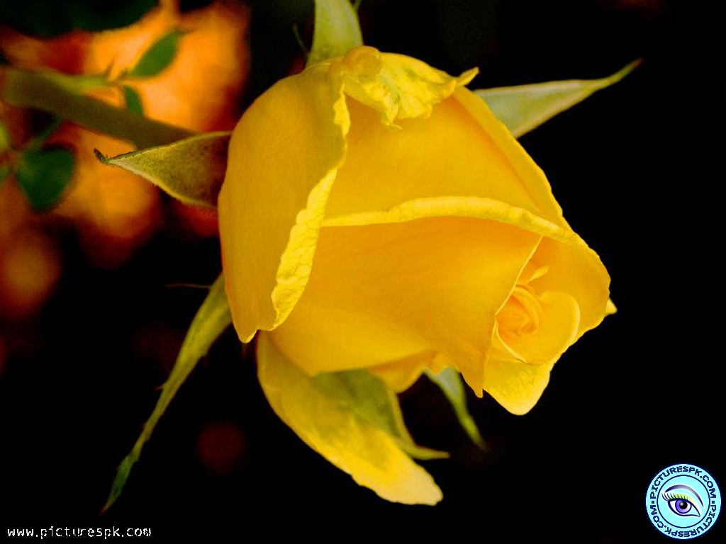 Yellow Rose Picture Wallpaper In Resolution