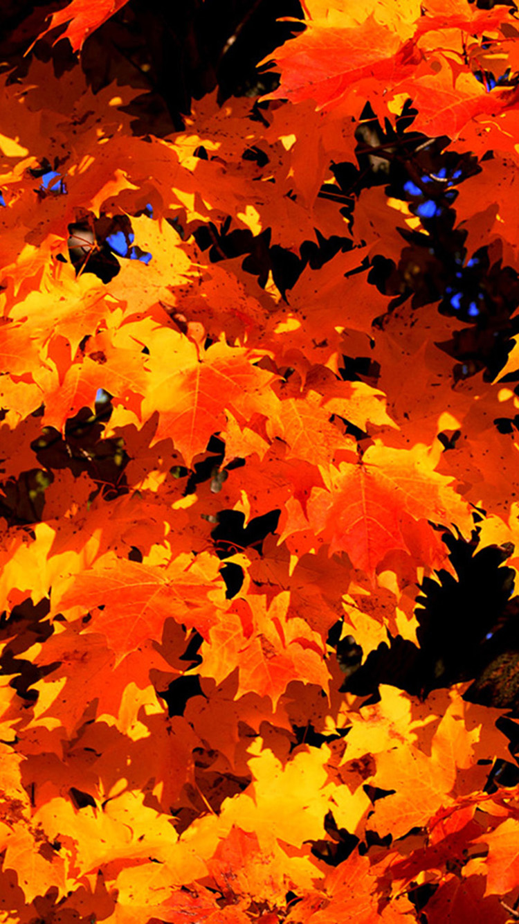 Fall Leaves iPhone Wallpaper Mobile Phone HD
