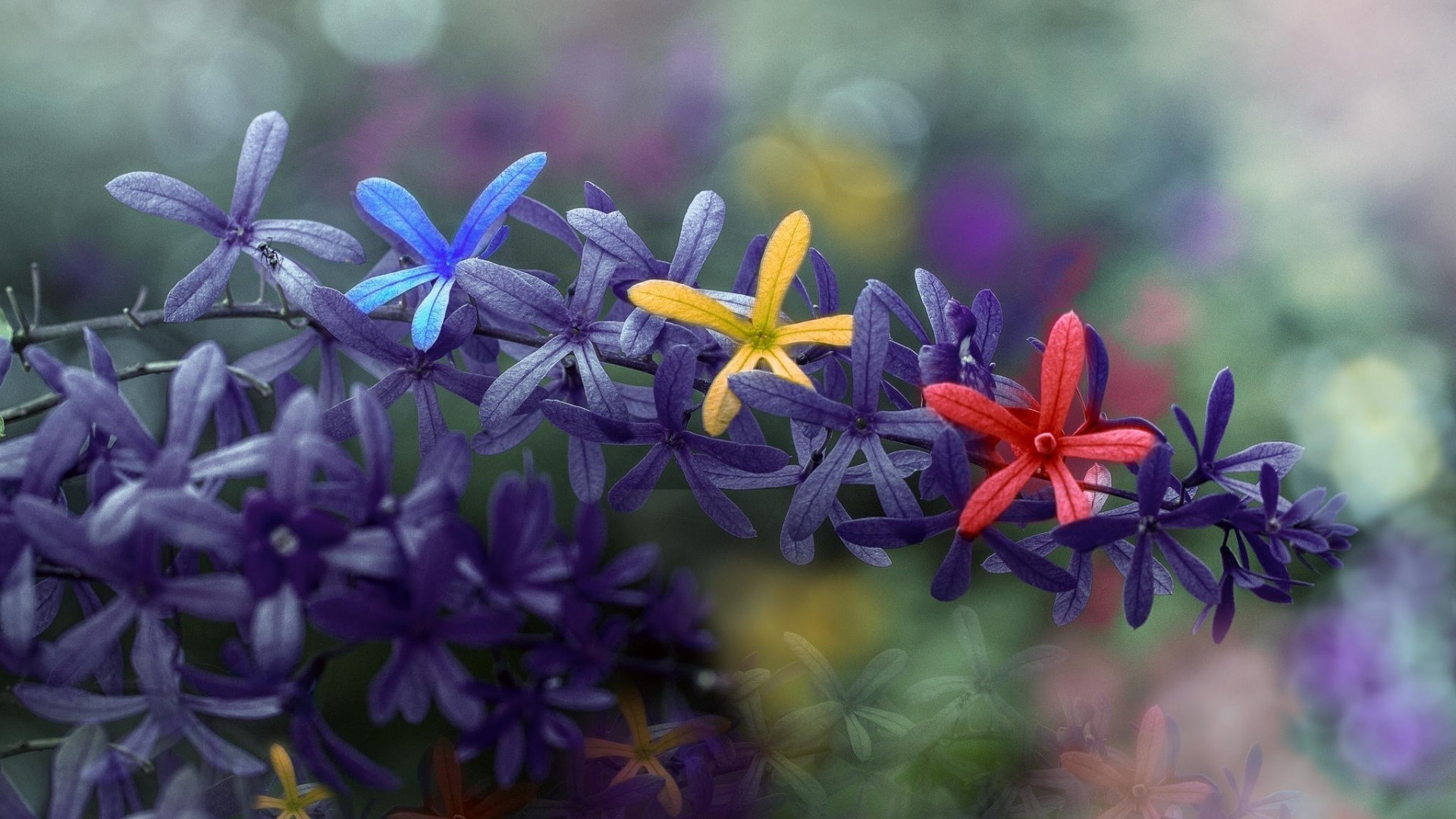 Colorful Flowers Spring HD Wallpaper New