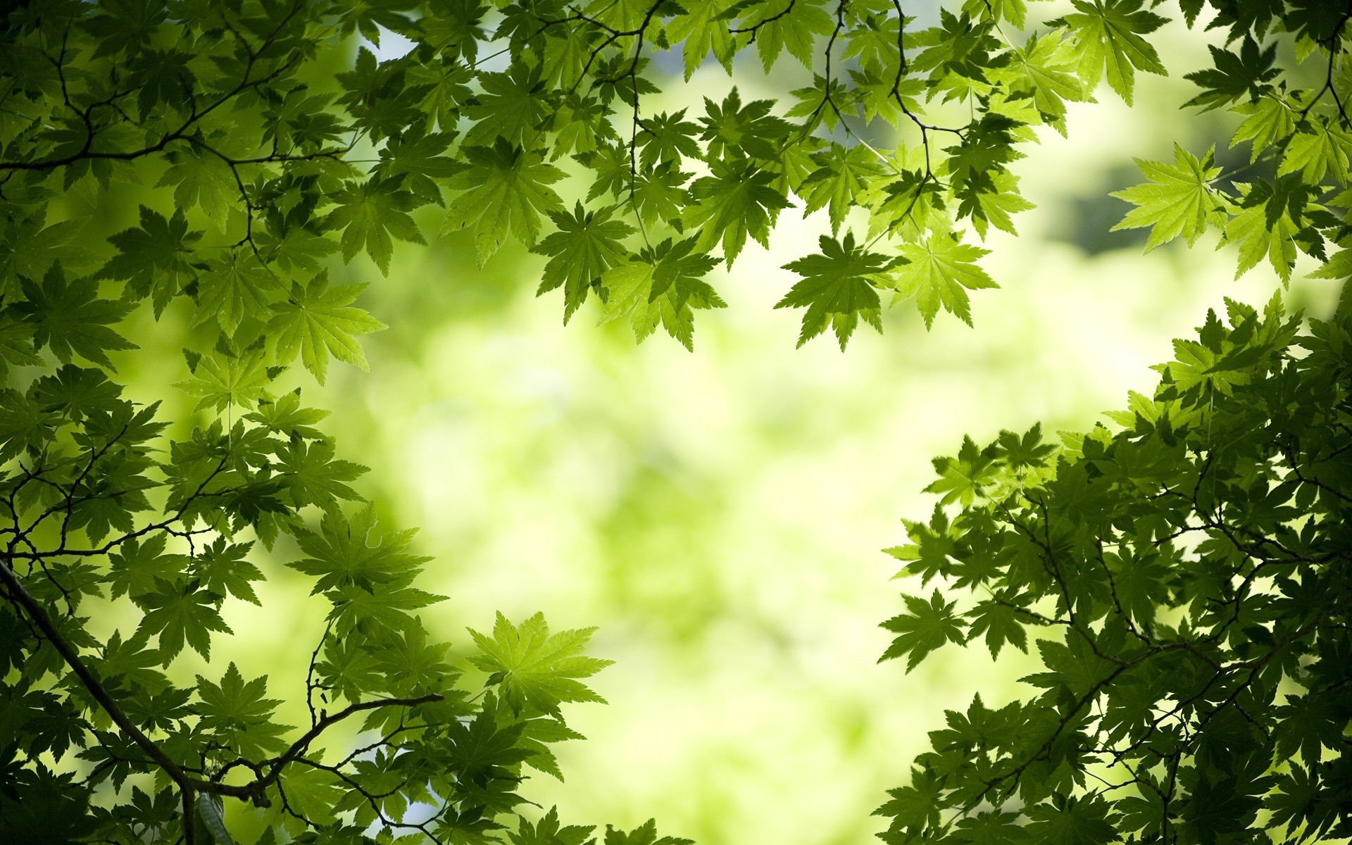 Green Maple Leaves Wallpapers HD Wallpapers