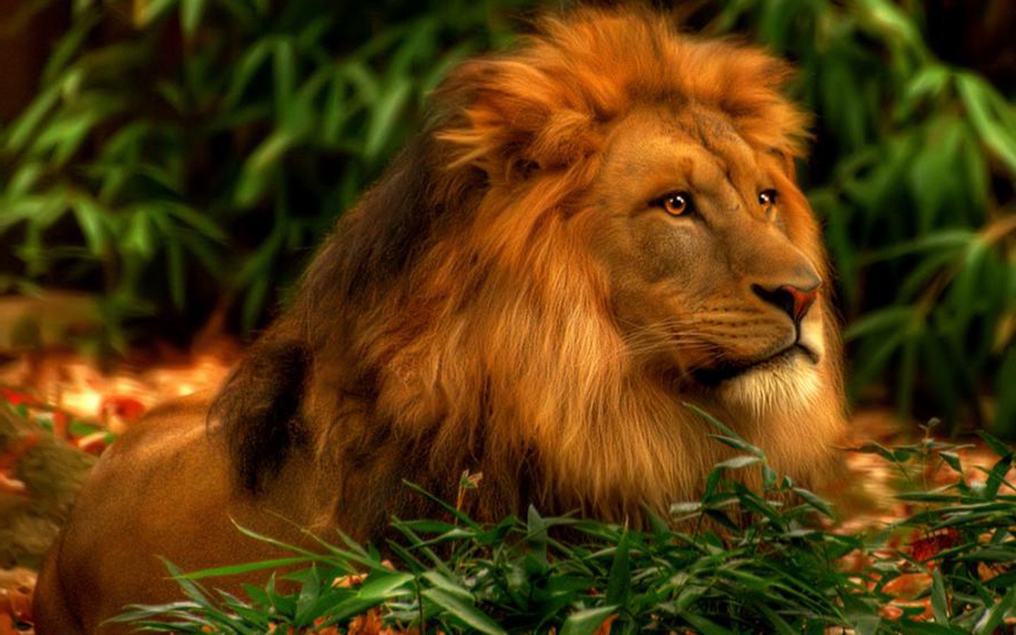 Amazing HD Lion Wallpaper