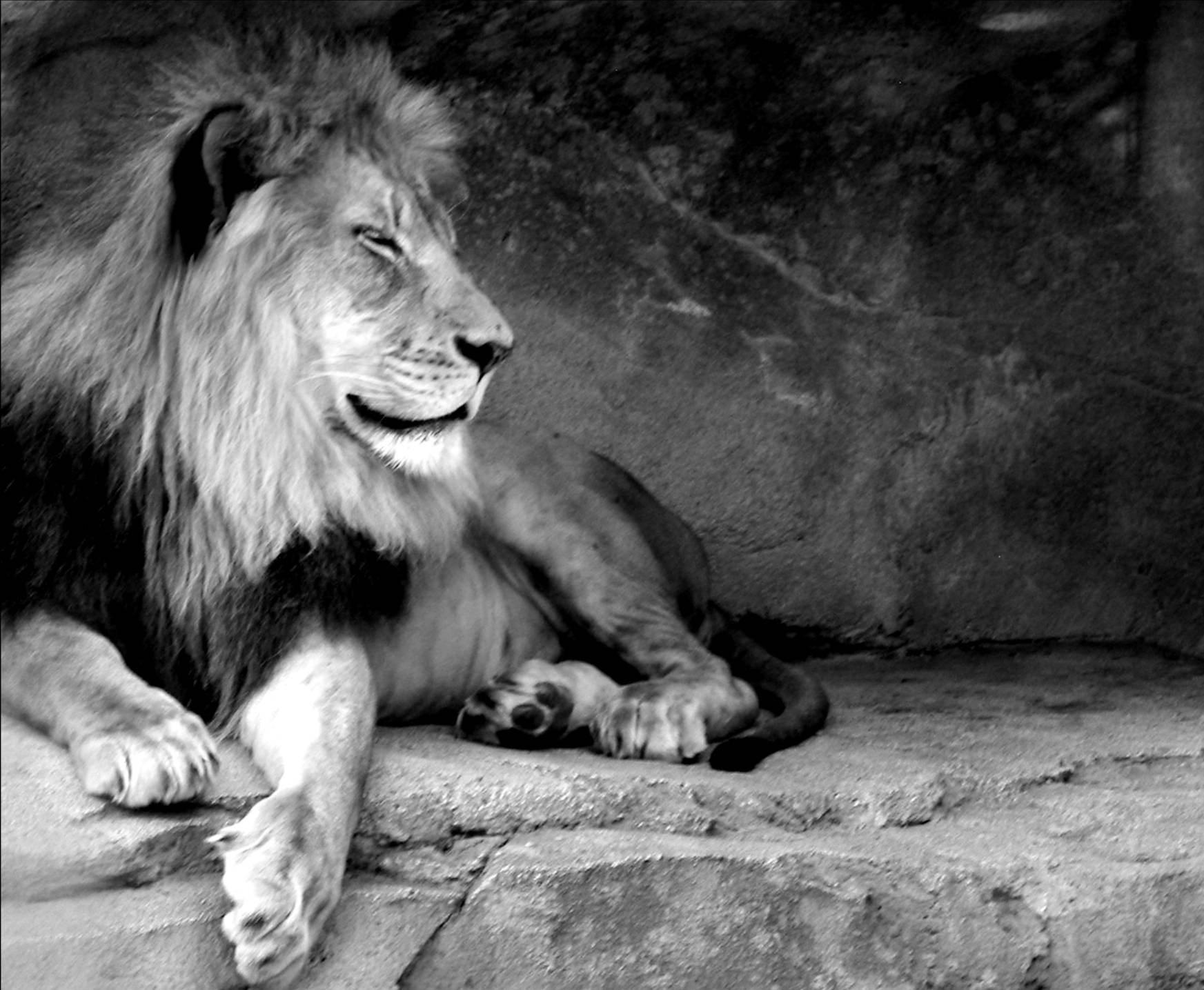 Black And White Lion Roar Wallpaper High Quality HD