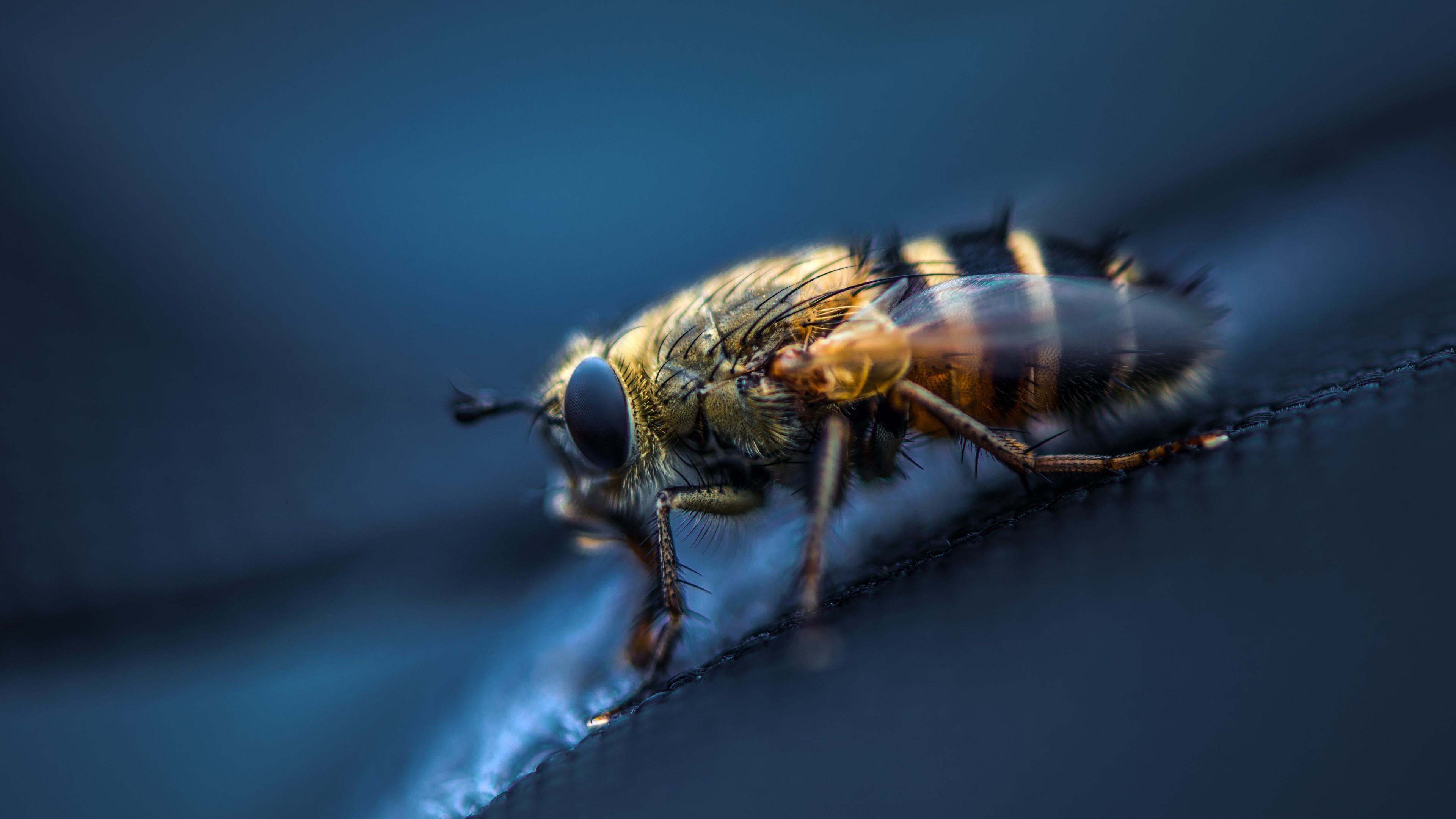 Fly Macro Wallpaper Insects Desktop Background