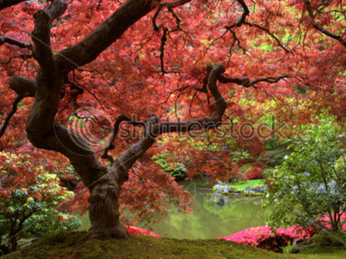 Japanese Maple Enjoy And Pictures For Your