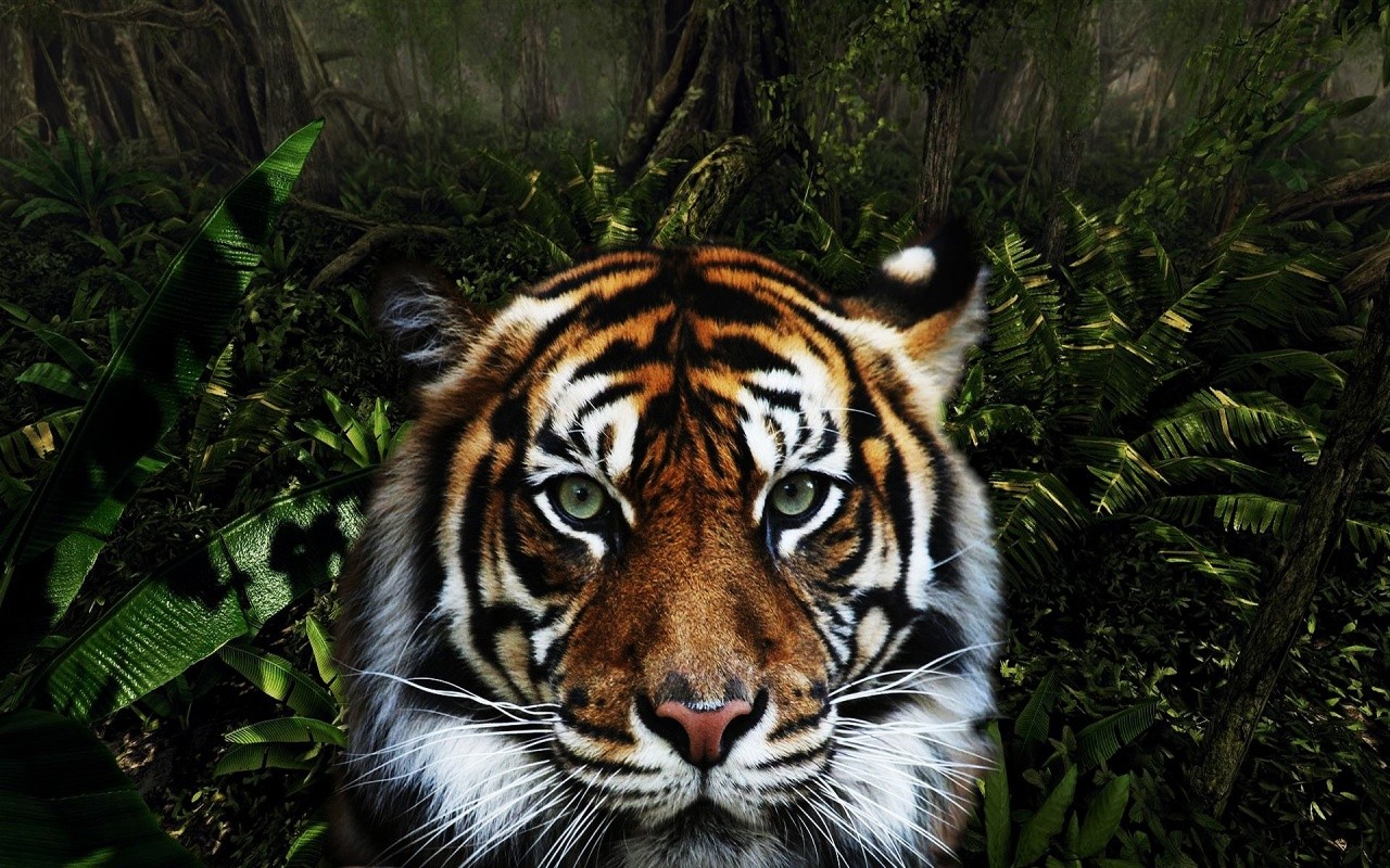 Jungle Animals Wallpaper 1280x800 Jungle Animals Tigers