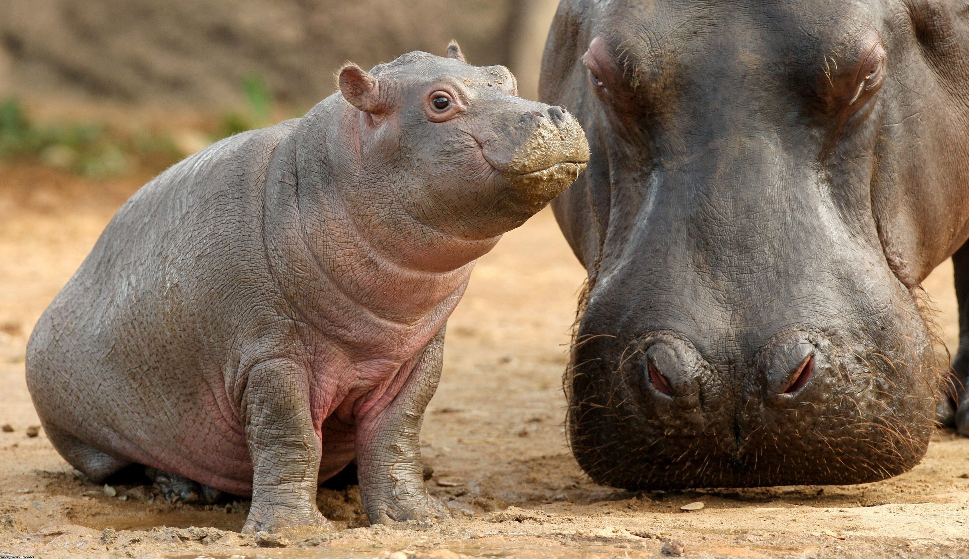 Baby Hippo Wallpaper Top Background
